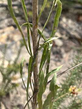 Image of Conospermum longifolium subsp. longifolium