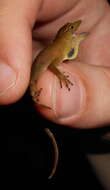 Image of Meyer's Anole