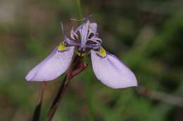 Слика од Moraea algoensis Goldblatt