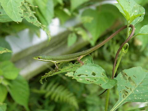 Image of Green grass lizard