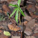 Image of Arisaema murrayi var. sahyadricum (S. R. Yadav, K. S. Patil & Bachulkar) M. R. Almeida