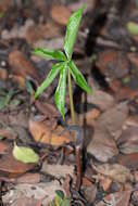 Image of Arisaema murrayi var. sahyadricum (S. R. Yadav, K. S. Patil & Bachulkar) M. R. Almeida