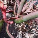 Aloe cyrtophylla Lavranos resmi