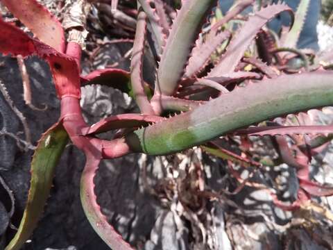 صورة Aloe cyrtophylla Lavranos