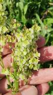 Image de Rumex thyrsoides Desf.