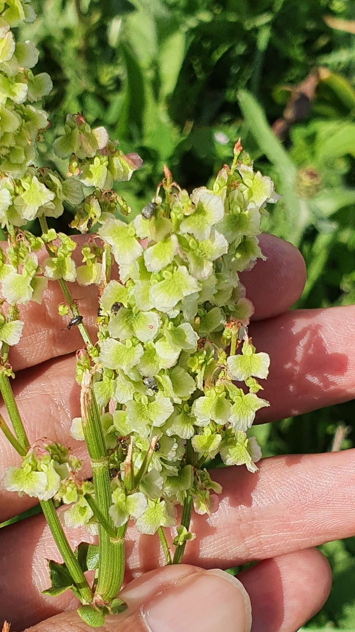 Image de Rumex thyrsoides Desf.