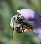 Слика од Anthophora edwardsii Cresson 1879