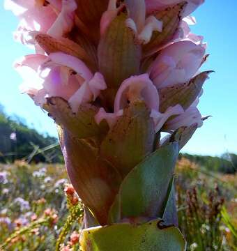 صورة Satyrium carneum (Aiton) Sims