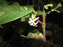 Image de Cyclophyllum pancheri (Baill.) Guillaumin