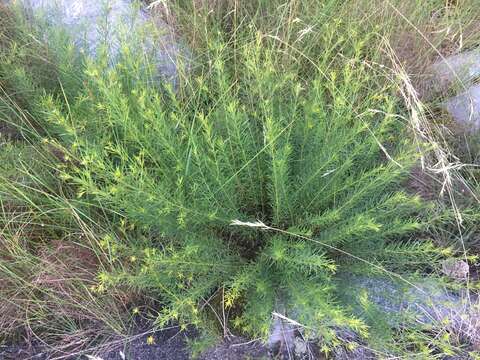 Image of woodland tickseed