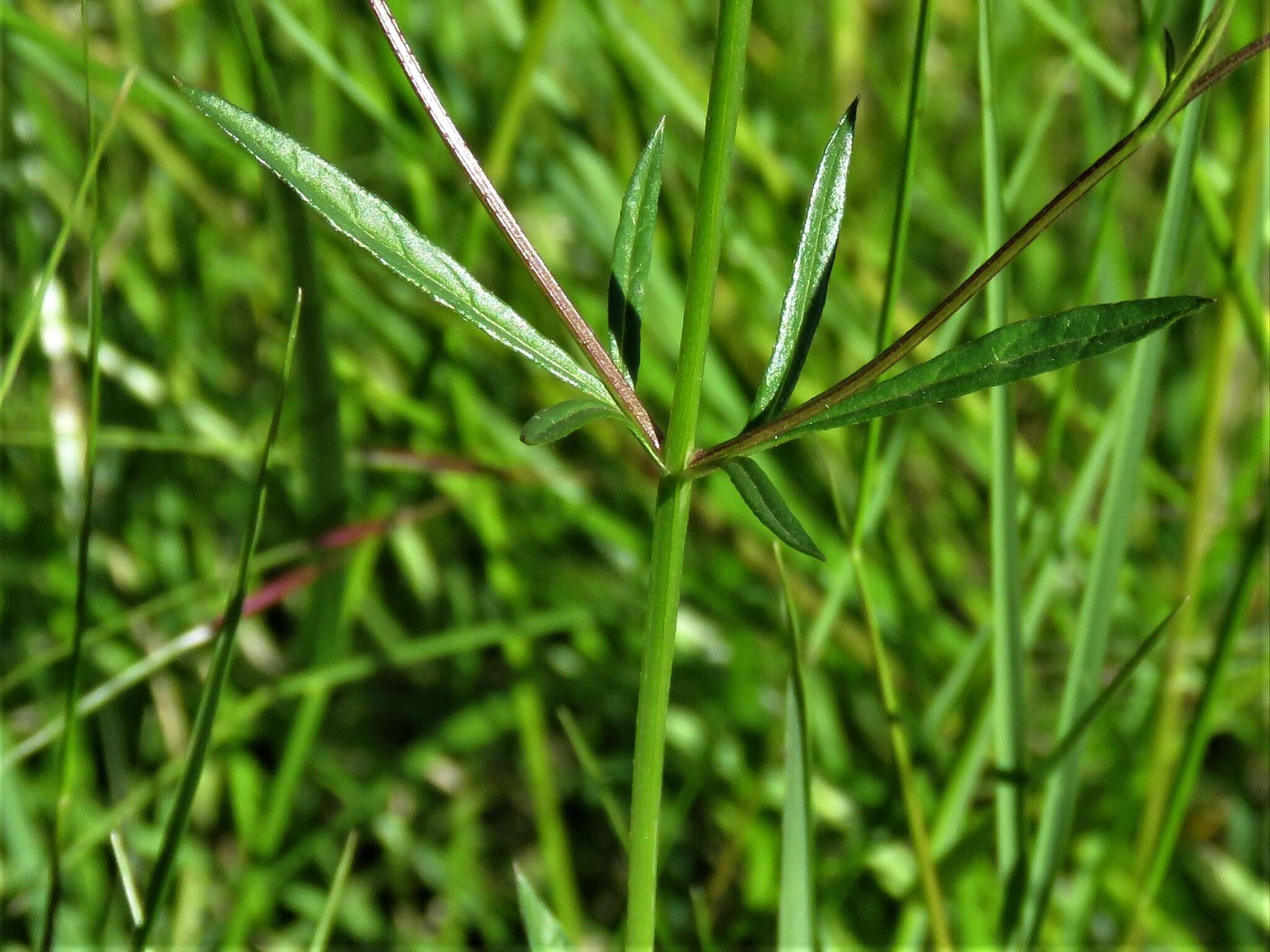 Image of Verbena gracilescens (Cham.) Herter