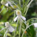 Image of Habenaria procera (Afzel. ex Sw.) Lindl.