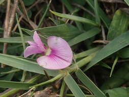 Image of Tephrosia obovata Merr.