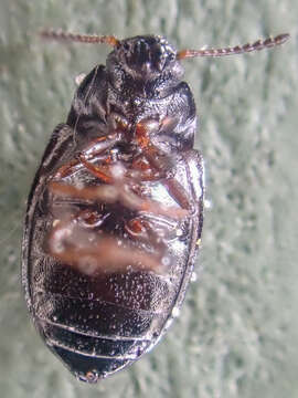 Image of Phaleromela variegata Triplehorn 1961