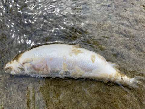 Image of Plecoglossus