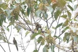 Image of Kinabalu Squirrel