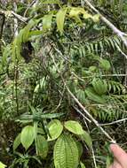 Image of Dracaena reflexa var. parvifolia Thouars ex H. Perrier