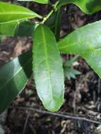 Image of Orthion malpighiifolium (Standl.) Standl. & Steyerm.