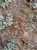 Image of sandwort orange lichen