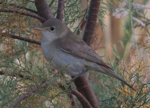 Image of Western Olivaceous Warbler