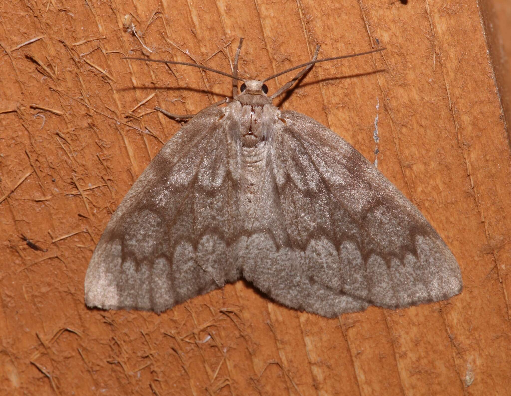 Image de Nepytia semiclusaria Walker 1862