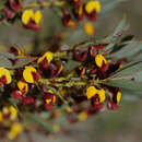 Image of Daviesia nudiflora Meissner