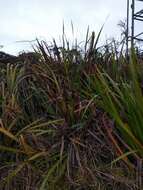 Image of Polynesian Twig-Rush