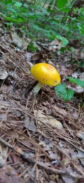 Image of Amanita flavivolva Murrill 1953