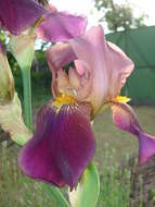 Plancia ëd Iris hybrida