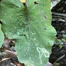 Image of Burdock Leaf Miner