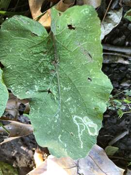 Image of Liriomyza arctii Spencer 1969