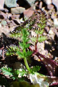 Image of Sandberg's biscuitroot