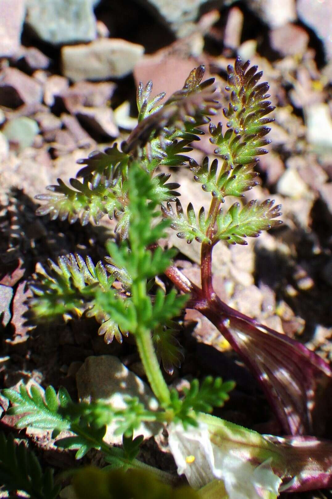 Imagem de Lomatium sandbergii (Coult. & Rose) Coult. & Rose