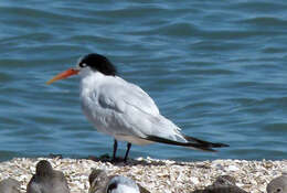 Image of Elegant Tern