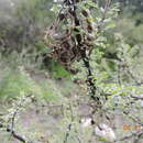 Image de Mimosa depauperata Benth.