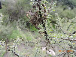 Image de Mimosa depauperata Benth.