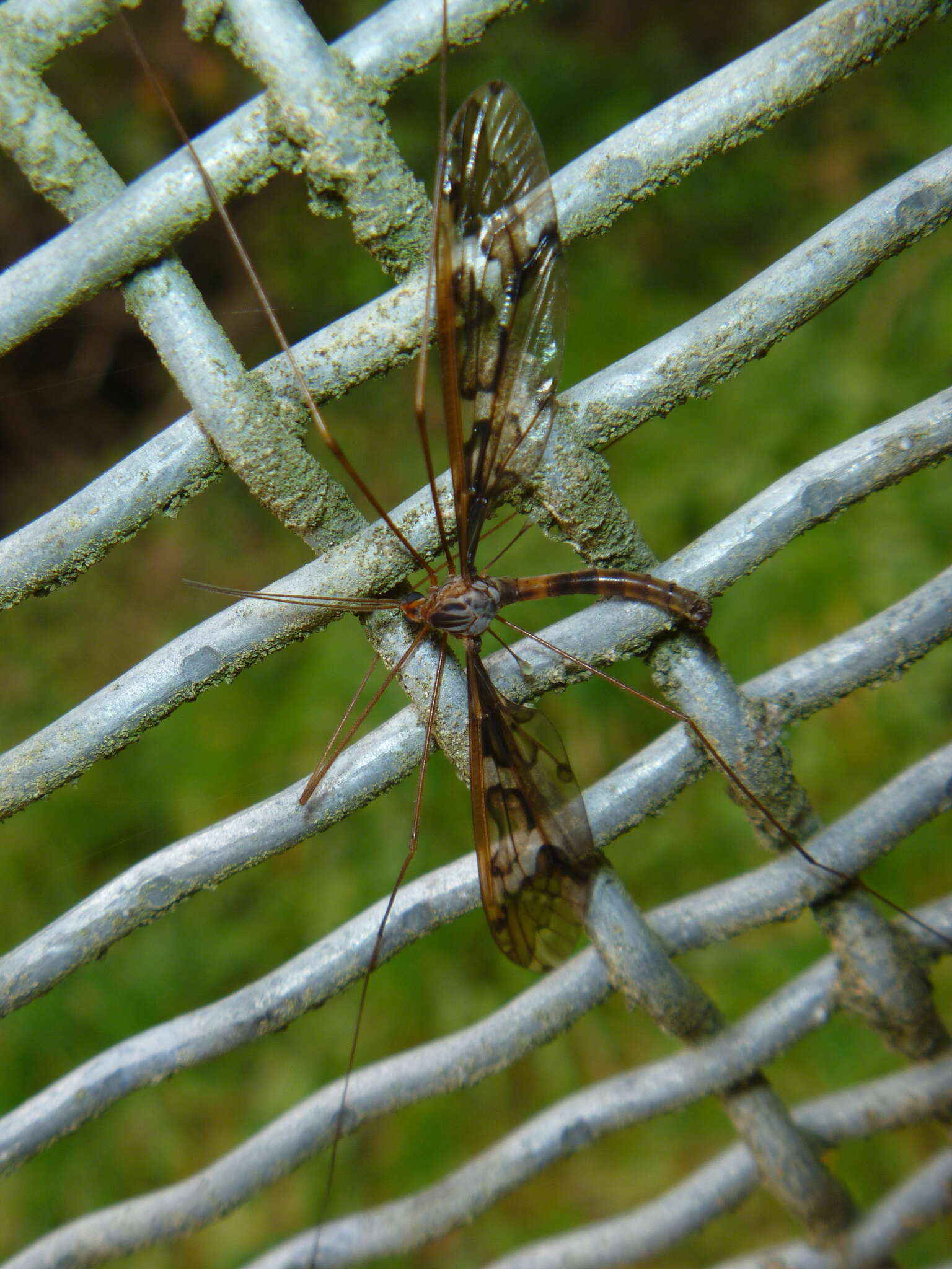 Image of Leptotarsus (Macromastix) binotatus (Hutton 1900)