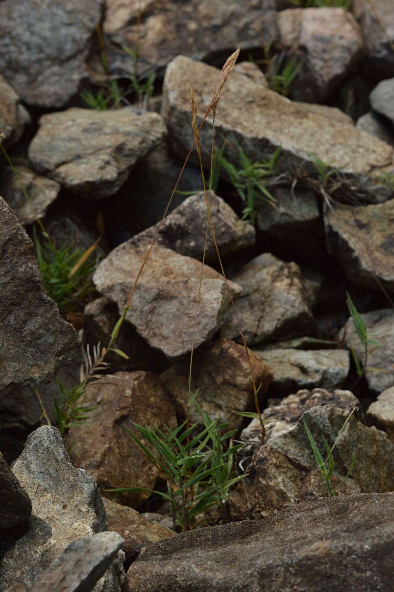 Plancia ëd Trisetum distichophyllum (Vill.) P. Beauv.