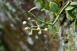 Image of Psychotria serpens L.