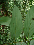 Image of Diospyros mannii Hiern