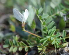 Sivun Astragalus guttatus Banks & Solander kuva