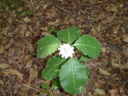 Image of redring milkweed