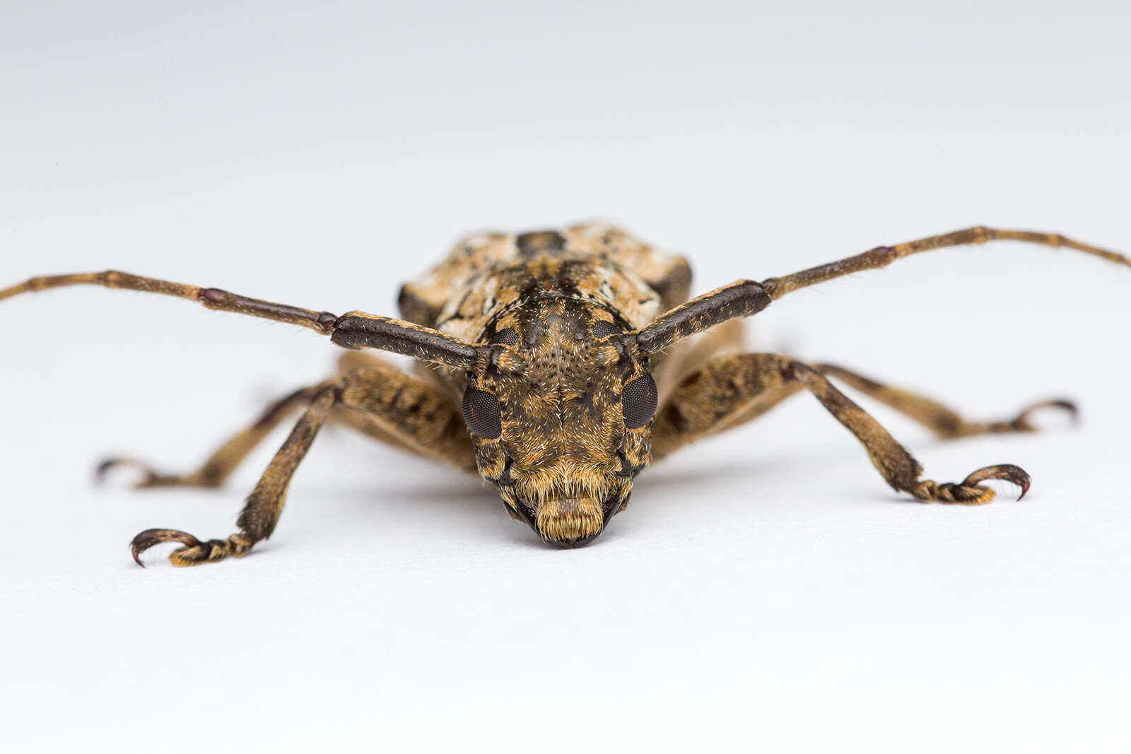 Image of Long-horned beetle