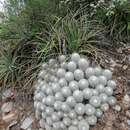 Image of Mammillaria geminispina subsp. geminispina