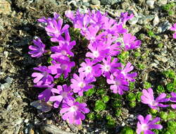 Image of Primula minima L.