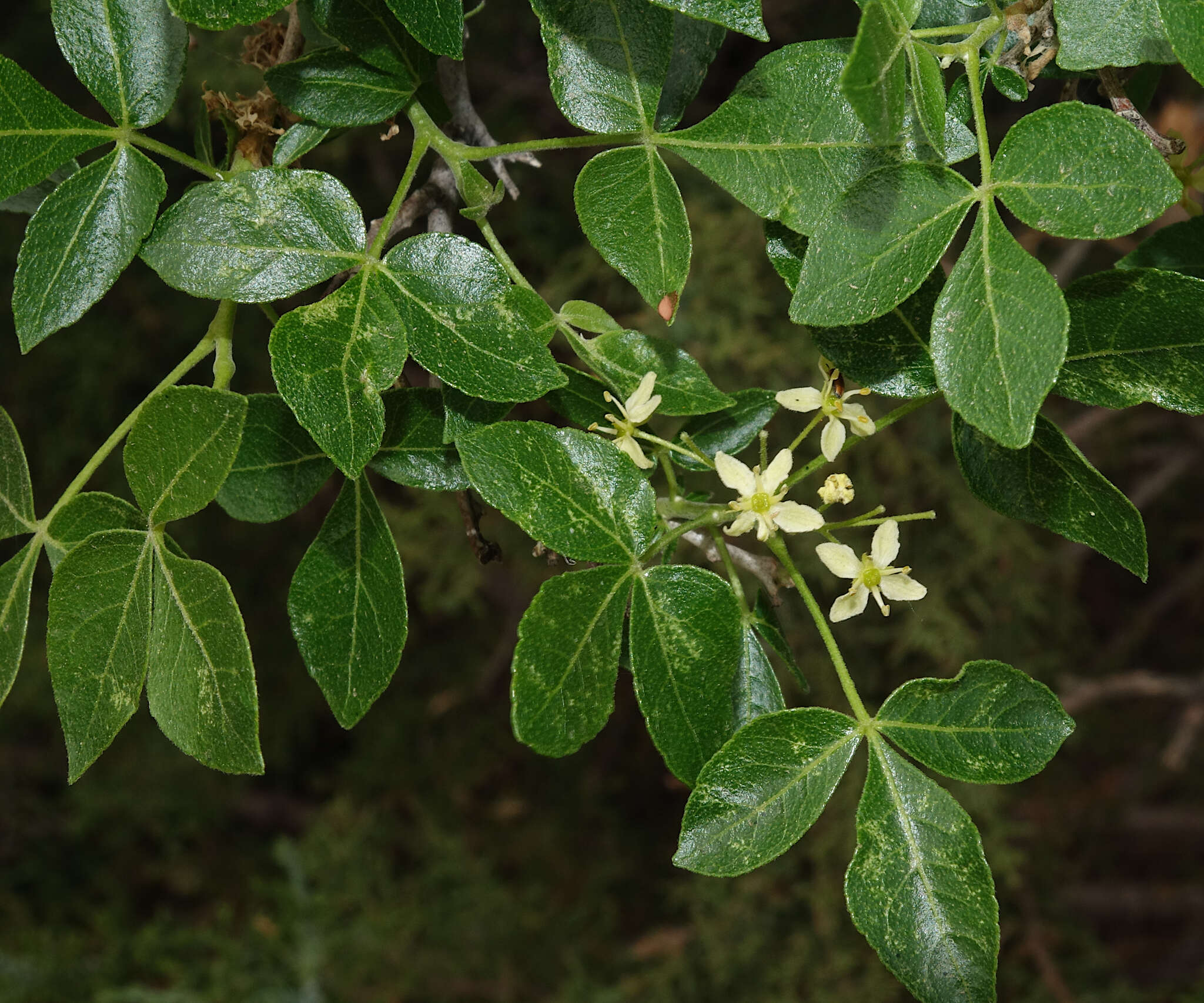 صورة Ptelea trifoliata subsp. angustifolia (Benth.) V. Bailey