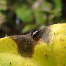 Image of Deraeocoris maoricus Woodward 1950