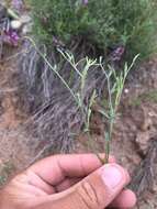 Plancia ëd Astragalus coltonii M. E. Jones