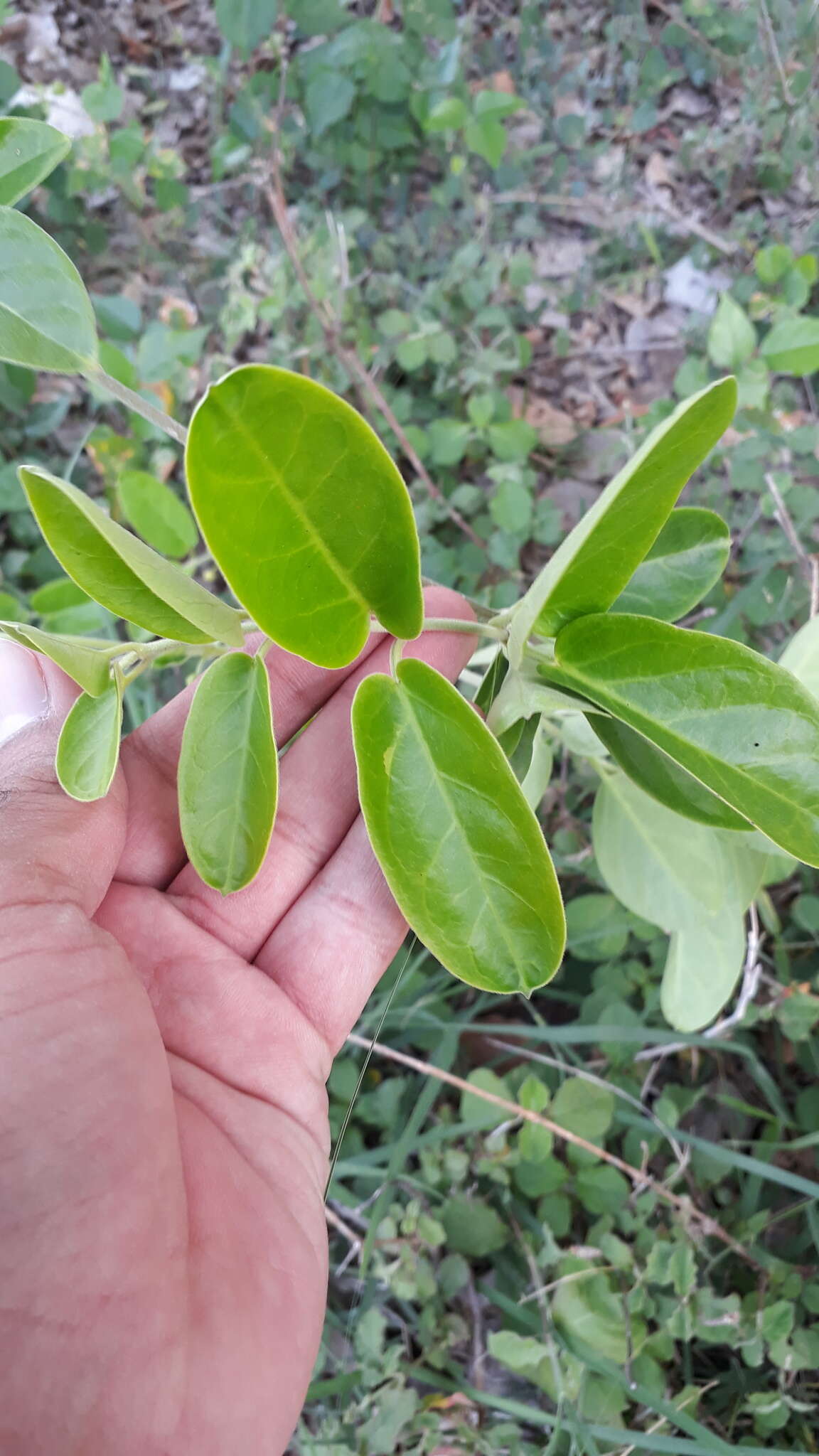 Image of <i>Vincetoxicum indicum</i>