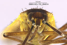 Macrotylus dorsalis Van Duzee 1916 resmi